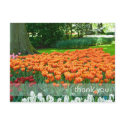 Tulip Garden DSC0861 postcards