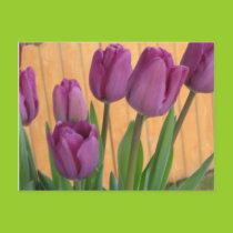 Tulip Garden Postcard postcards