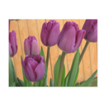 Tulip Garden Postcard