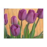 Tulip Garden Postcard