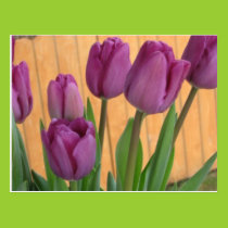 Tulip Garden Postcard postcards