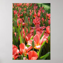 Tulip garden posters