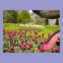 Tulip Garden Through The Dog's Mouth Poster posters