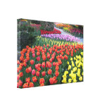 Tulip Gardens Gallery Wrapped Canvas