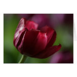 Tulip Greeting Card