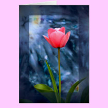 Tulip cards