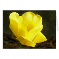 Tulip cards
