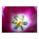 Tulip Heart posters by CyrScenes Tulip Heart posters