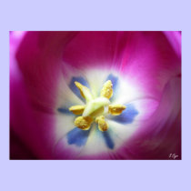 Tulip Heart posters