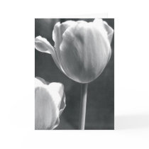 Tulip in Black and White cards