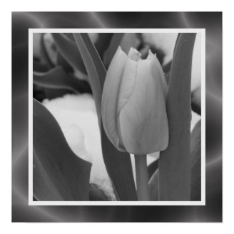 Tulip in Black and White Posters