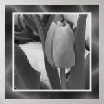 Tulip in Black and White Poster