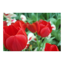 tulip in focus print by beautyexposed tulip in focus print