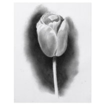TULIP IN PENCIL: REALISM ART flyers