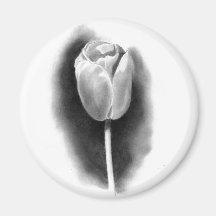 TULIP IN PENCIL: REALISM ART MAGNET
