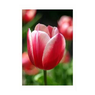 Tulip in spring posters by drenehtsral