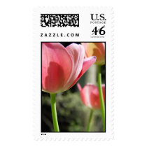 Tulip in sunlight postage
