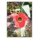 Tulip in the Sun cards