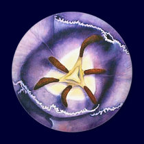 Tulip Interior magnet