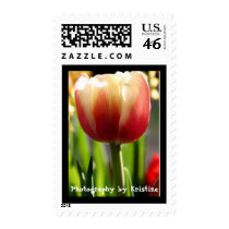 tulip.jpg, Photography by Kristine postage by ktpaulsen tulip.jpg, Photography by Kristine postage
