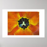 Tulip Kaleidoscope Posters