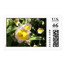 Tulip, Lilac Wonder postage
