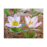 tulips, gardens, flowers, pink, white, designer,