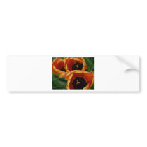 tulip, mixed orange bumper stickers