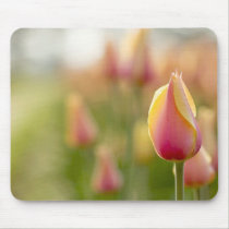 Tulip mousepads