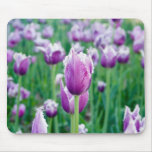 flowers, spring, tulips
