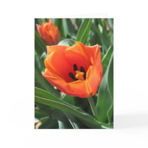 Tulip Note Card