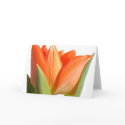 Tulip Note Cards by mlane53 Tulip Note Cards