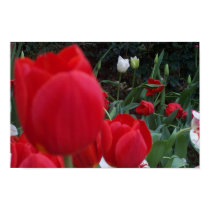 tulip out of focus print by beautyexposed tulip out of focus print