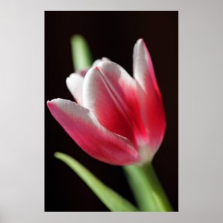 Tulip Peaceful Poster