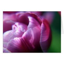 Tulip Petals cards