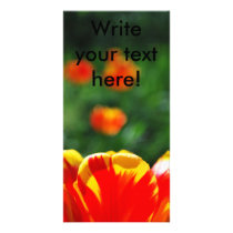 Tulip photo cards