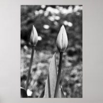 Tulip photograph posters