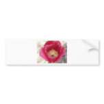 tulip,pink fringe tulip bumper stickers