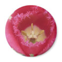 tulip,pink fringe tulip magnets