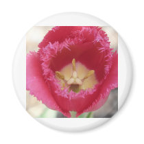tulip,pink fringe tulip magnets