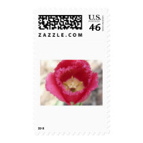 tulip,pink fringe tulip postage