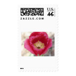 tulip,pink fringe tulip postage