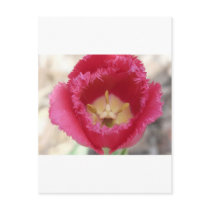 tulip,pink fringe tulip postcards