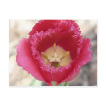 tulip,pink fringe tulip postcards