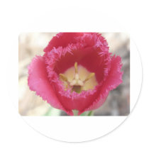 tulip,pink fringe tulip stickers
