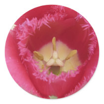 tulip,pink fringe tulip stickers
