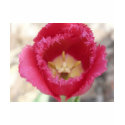 tulip,pink fringe tulip t-shirts