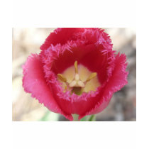 tulip,pink fringe tulip t-shirts