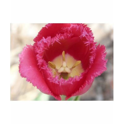 tulip,pink fringe tulip tee shirts by pinkypetals