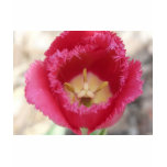 tulip,pink fringe tulip t-shirts